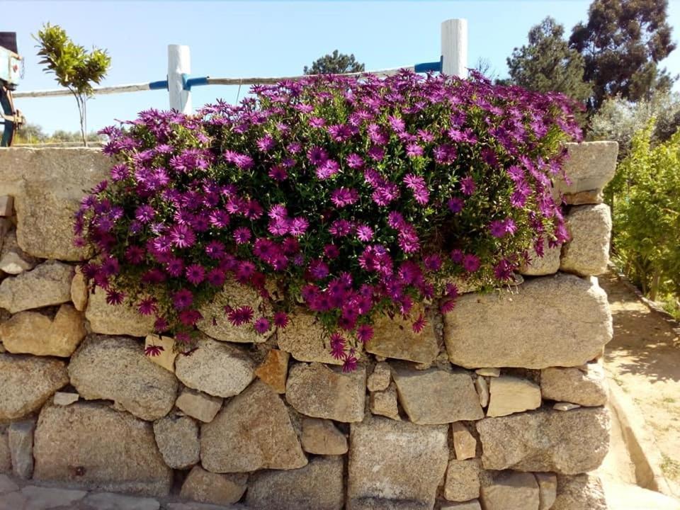 Gasthaus Quinta Ribeiro Tanquinhos Tancos Exterior foto